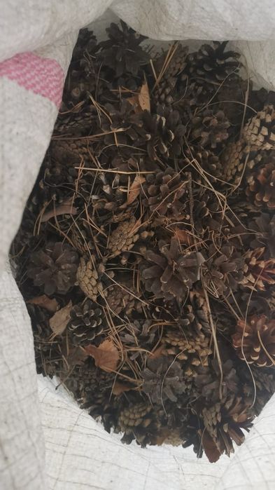 Шишки сухие сосновые