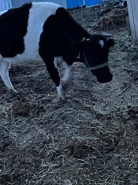 Ұрғашы мал сатылады