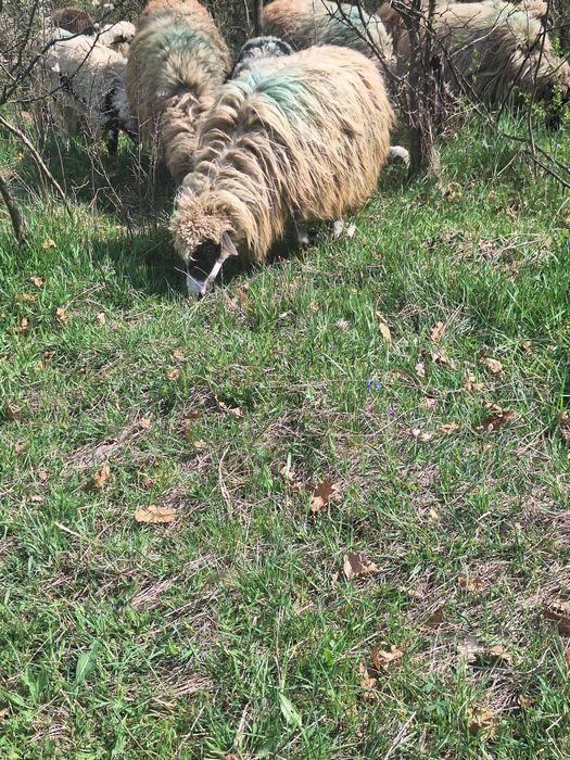 Oi tinere cu lapte de vanzare