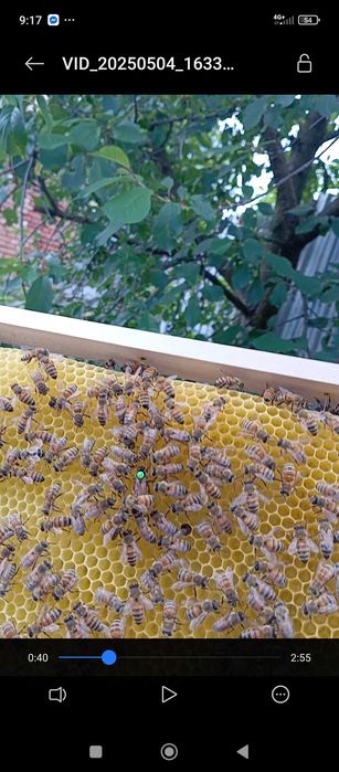 Отводки пчелни        .