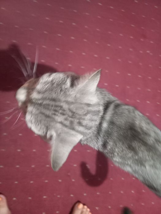 Отдам  бесплатно кота