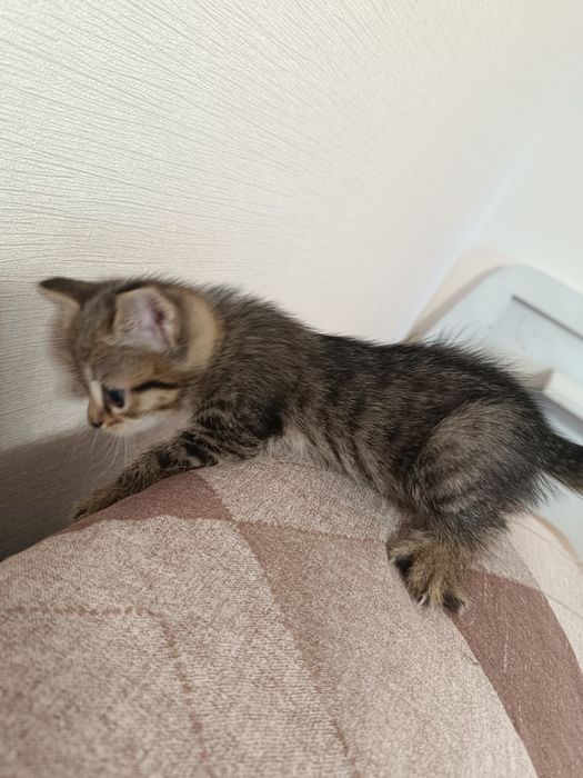 Котята в хорошие руки
