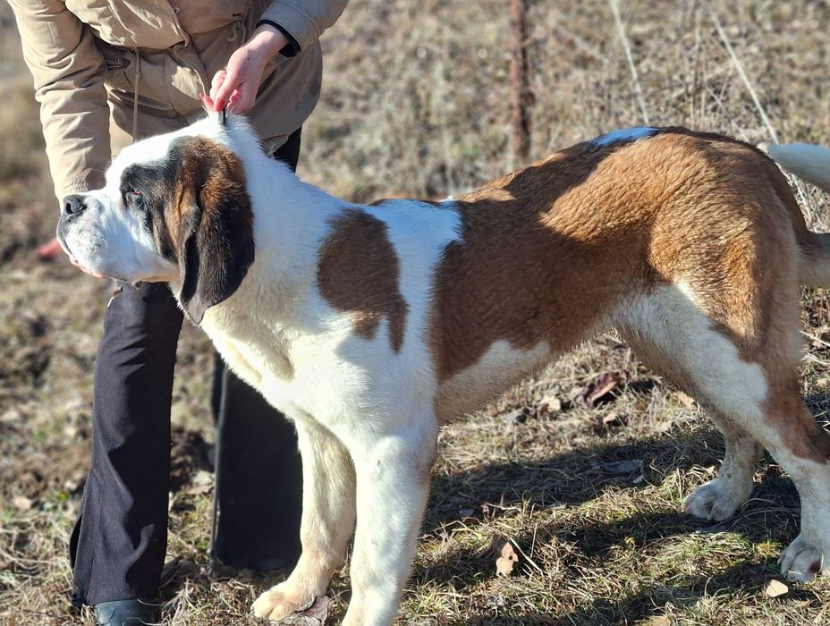 Femela de Saint Bernard cu Pedigree