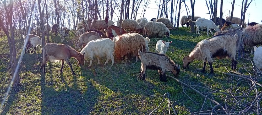 Schimb capre pe oi sau vaci