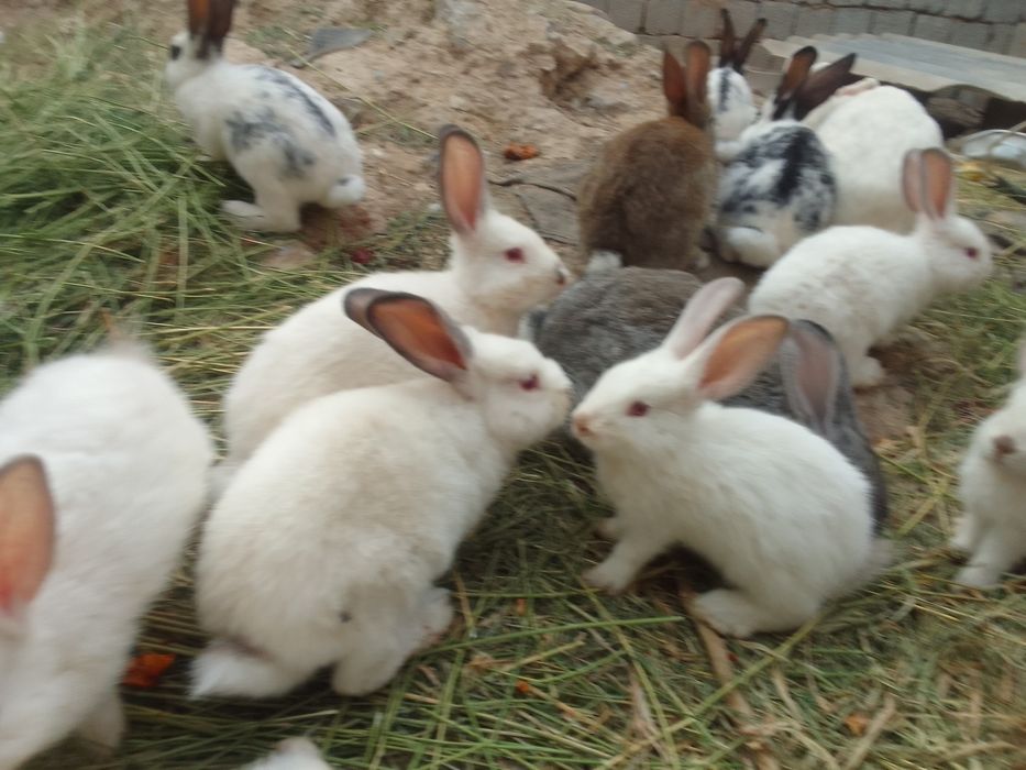 Quyonlar Кролики