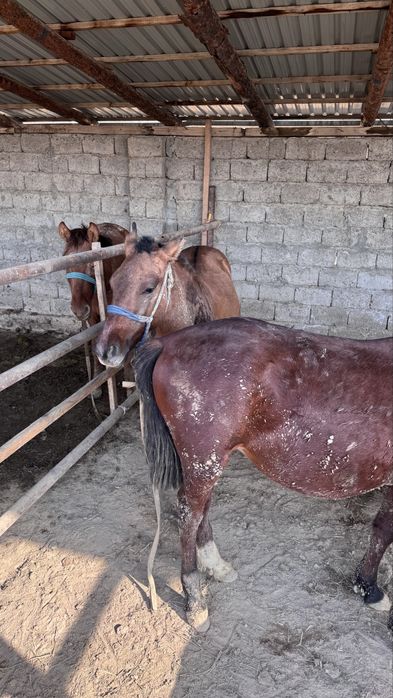 Жағдайлары жаксы