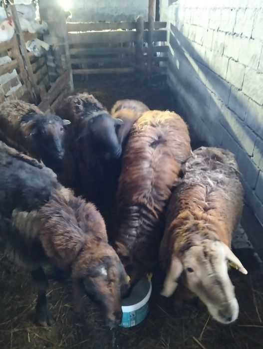 Продам Кошкары 150