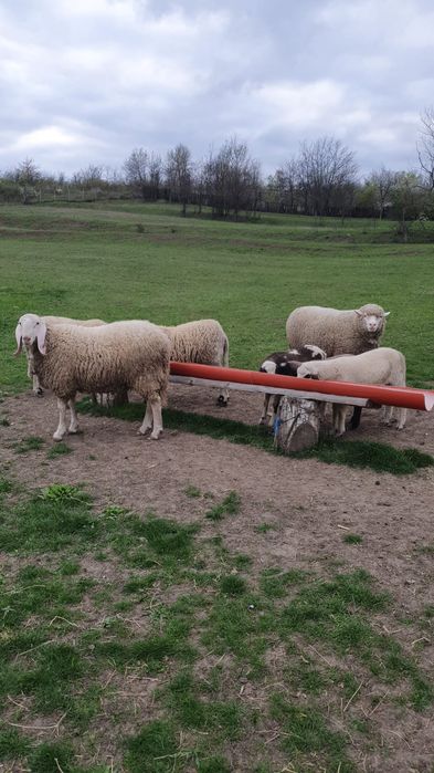 Vând trei oi de rasă și un berbec