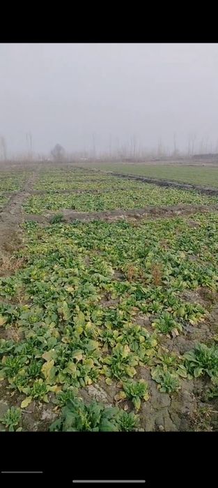 Shipanat sotamiz dastafka siz bor