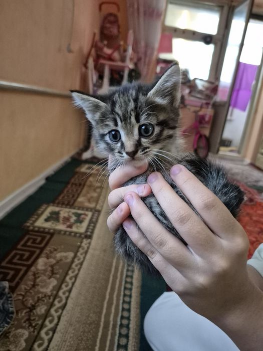 Вислоухая котята