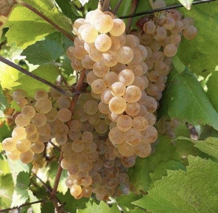 Vand struguri de vin