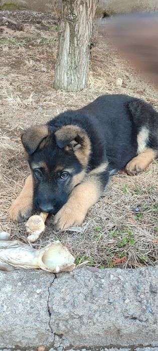 Щенки немецкой овчарки