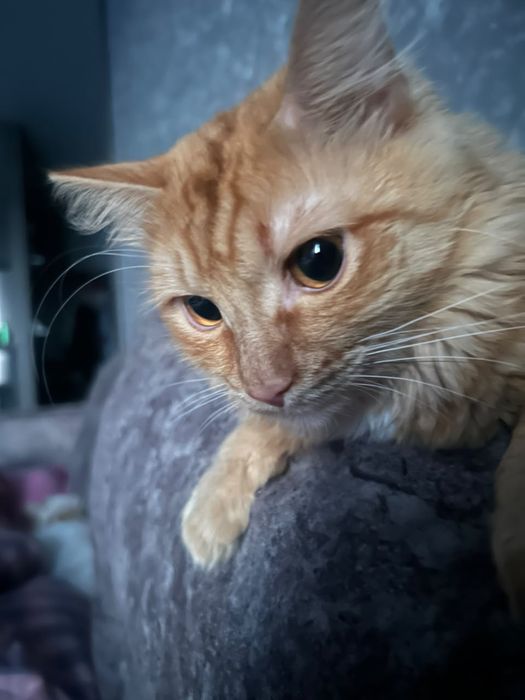 Отдам кота в добрые руки