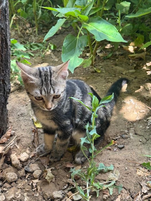 Сиамские Котята