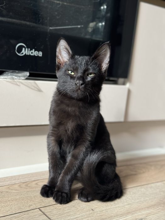 Отдам котенка в добрые руки