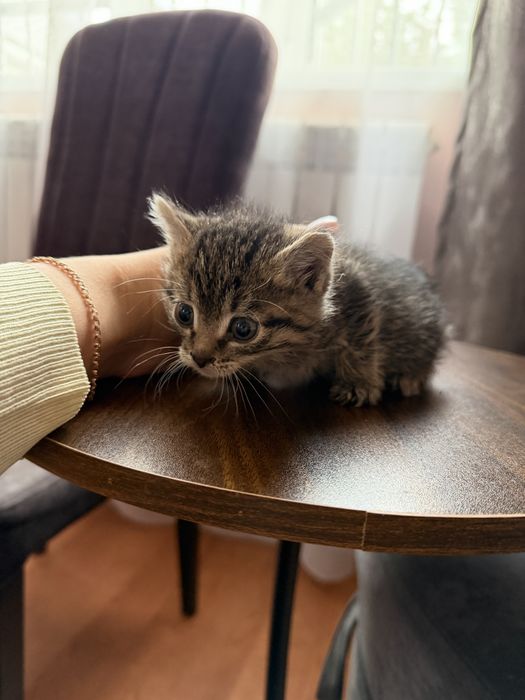 Отдам котят в добрые руки
