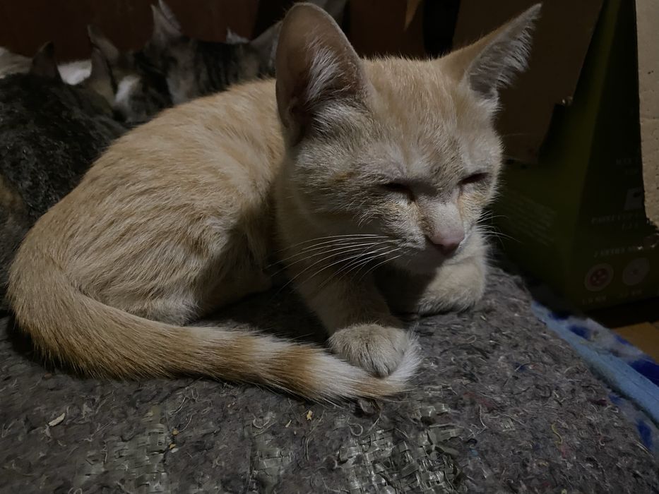 отдаю котят в добрые руки