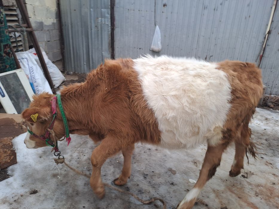 Тана Годавалый 300000