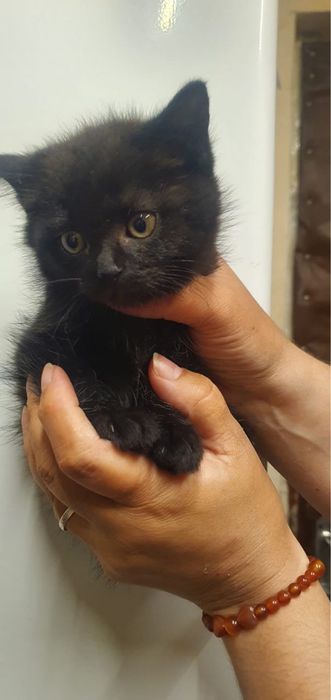 Кошка с котятами