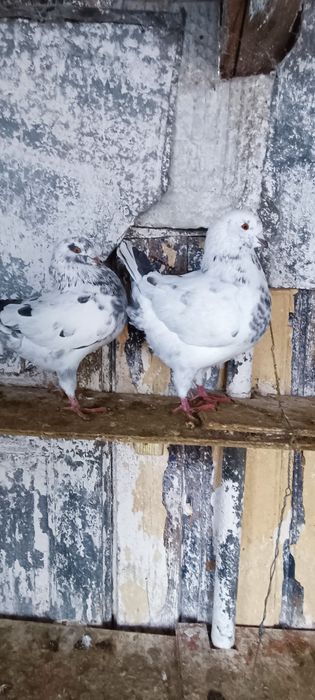 Porumbei kingi scurți