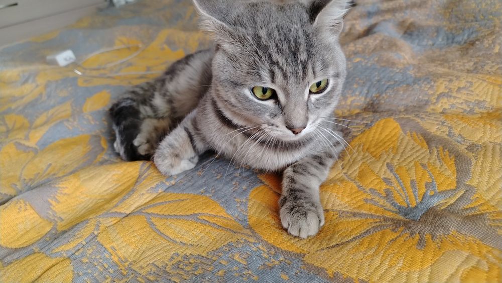 Молодой котик подросток