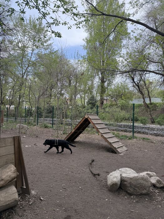 лабрадор отдам в добрые руки