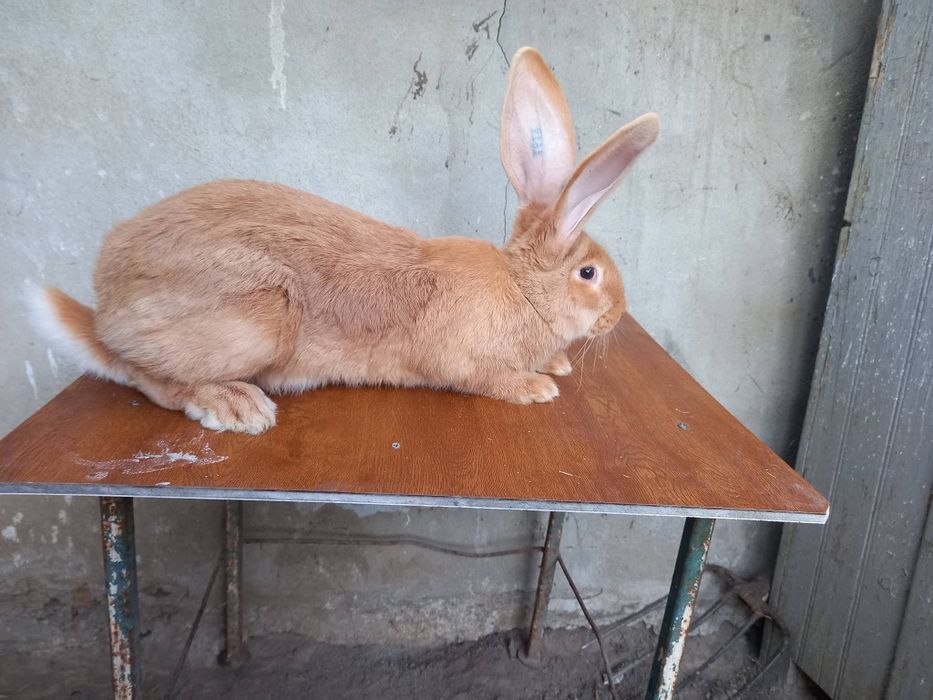 Disponibili pui de iepuri Urias German din parinți tatuați care au participat in expoziți se pot vedea in Baĺs judetul Olt