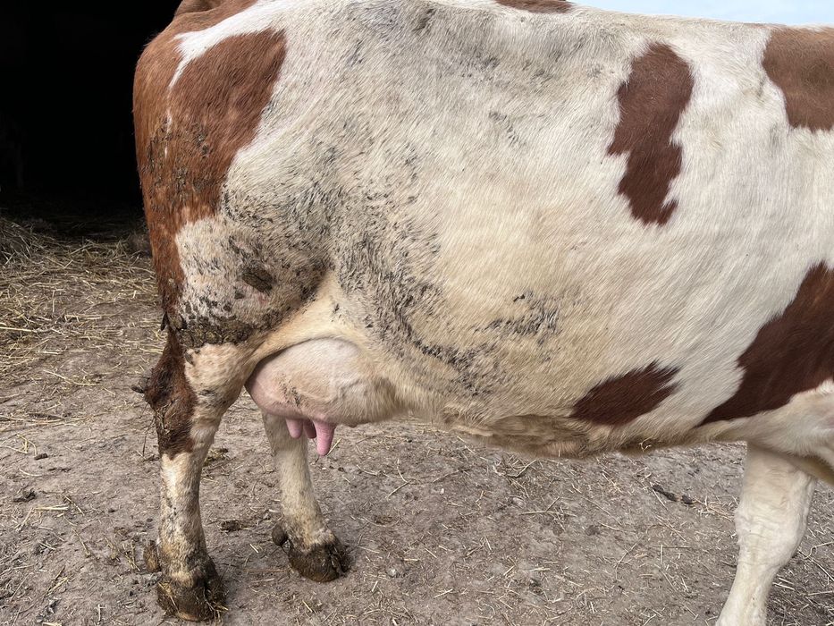 De vanzare vaca fátat de o luna