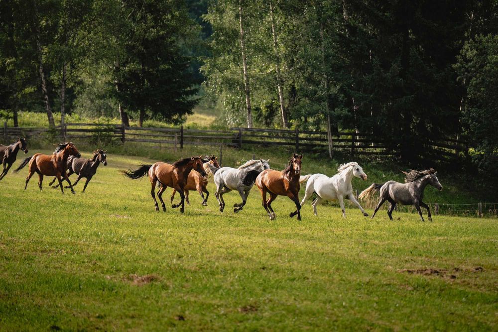 Vand cai din rasa shagya arab