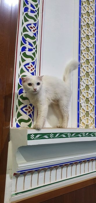 Jinsiy mushuklar surati