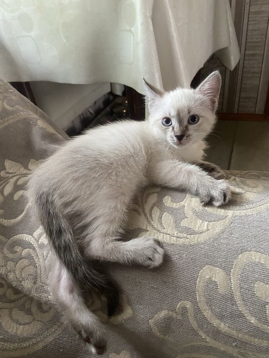 Отдам котят в хорошие руки