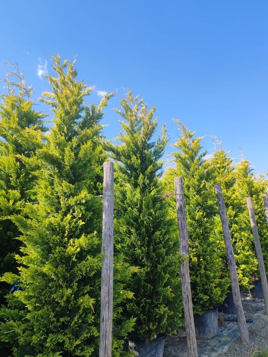 Leylandii Gold Rider 160 - 450 cm conifer auriu gard viu pret de la 200 lei