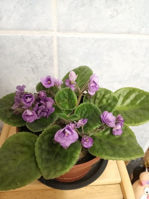 Продам махровую фиалку