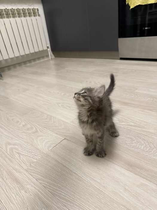 Отдаем котенка, девочка