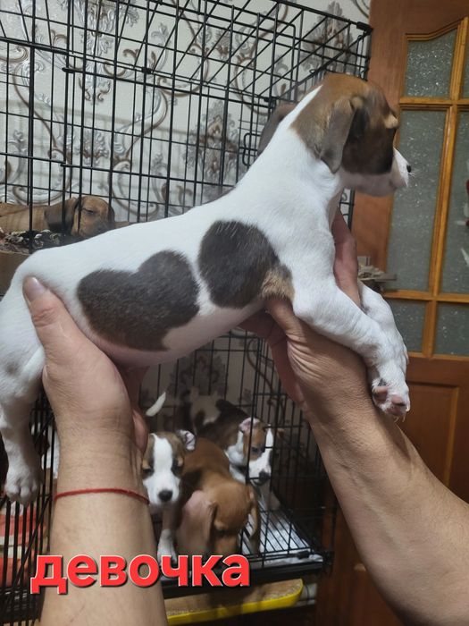 Джек рассел терьер