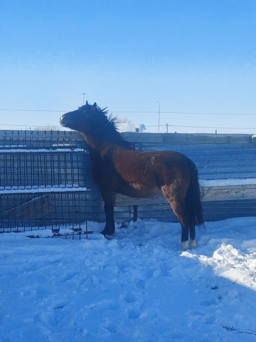 Продам кобылу англ