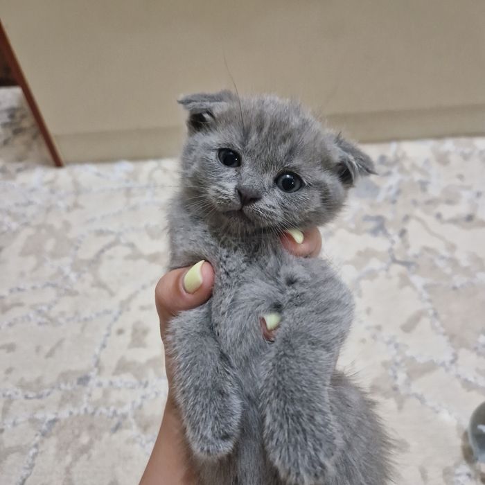 Toza kulrang Shotland Fold (Scottish Fold) mushukcha sotiladi