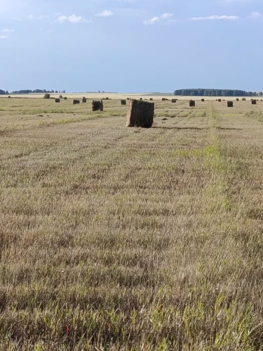 Продам сено, свежий покос