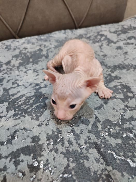 Сфинкс Питерболд