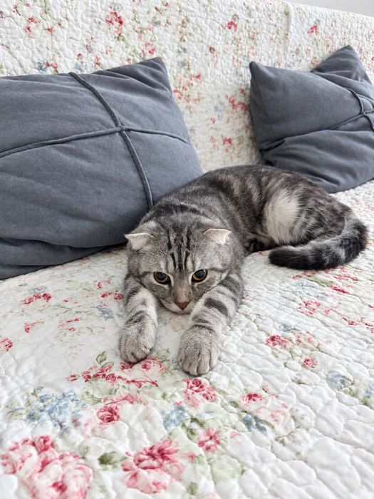 Продам шотландского вислоухого котика