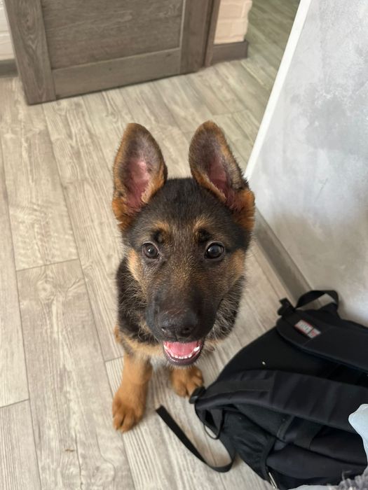 Продается щенок немецкой овчарки