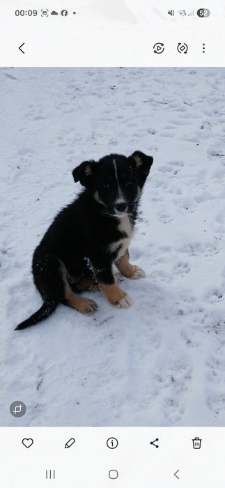 Домашние животные