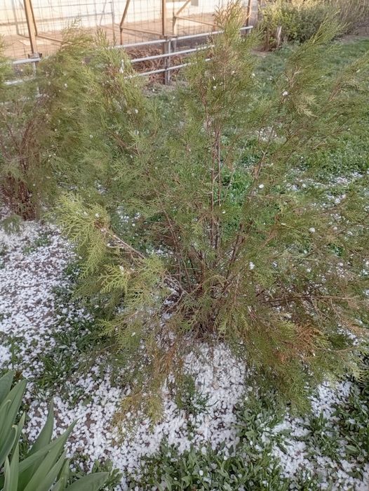 Продам ёлку туя срочно торг