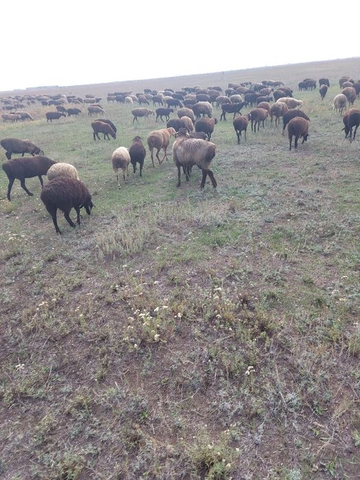 Астана илинка, семіз қойлар