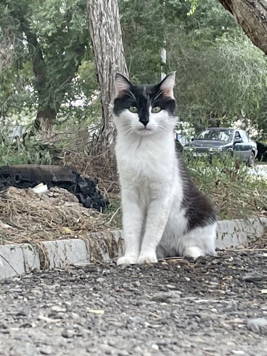 Пропал кот имя Бэтмен