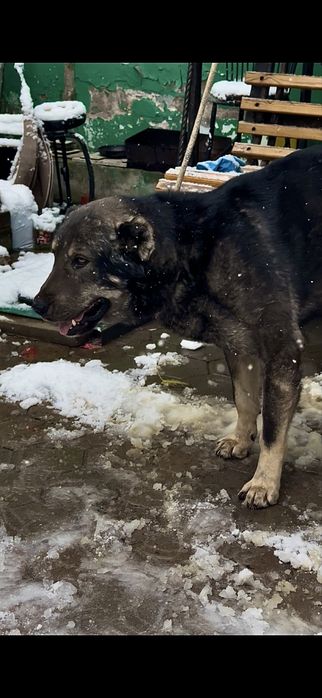 Тобет/алабай/сао