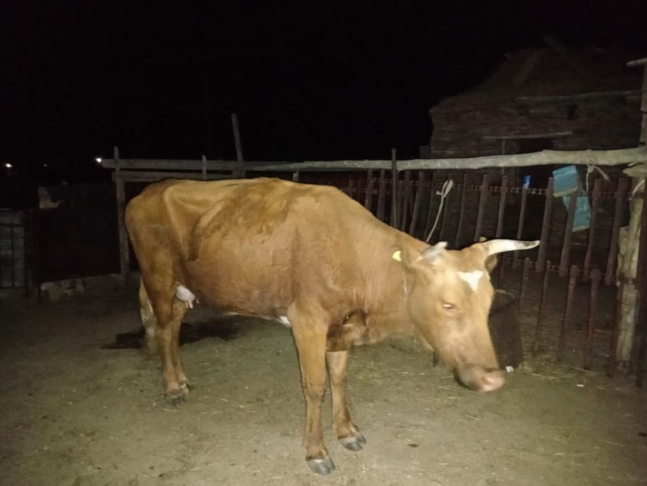 Бұзаулы сиыр сатылады!!!