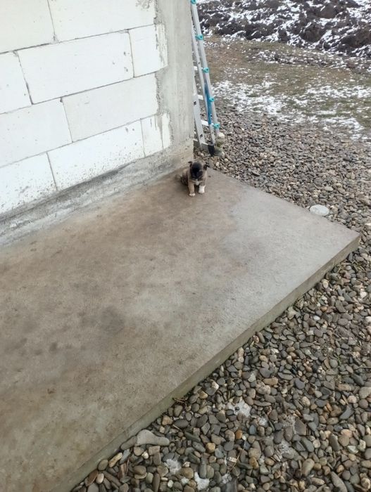 Donez căței talie mica