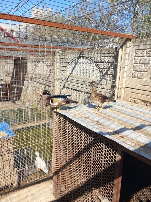 Vând masculi calorin