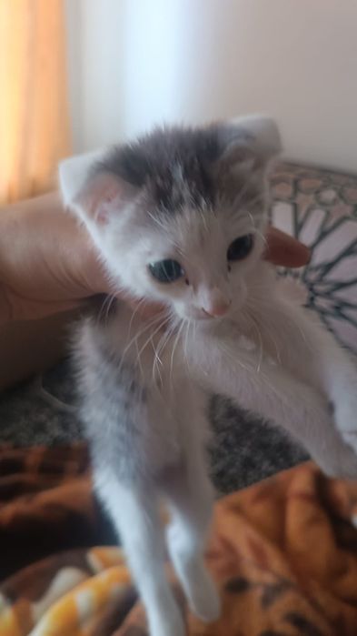 Отдам милых котят